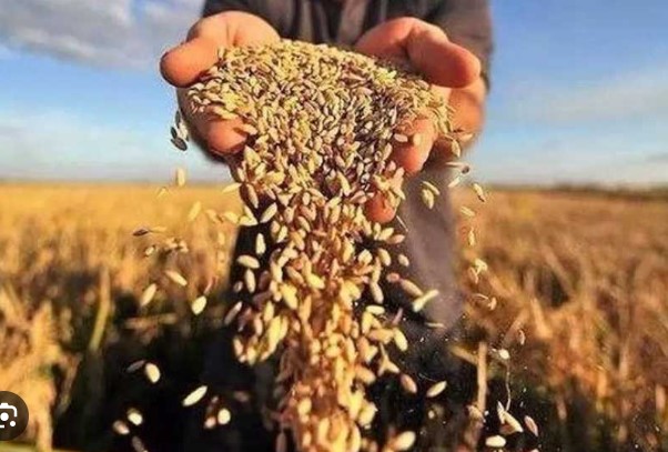 Сучасні практики вирощування зернових культур: планування, організація виробництва та економічна ефективність